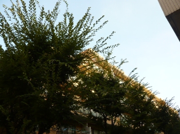 ライオンズマンション余丁町