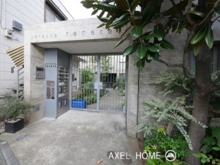 yotsuya tenera (ヨツヤテネラ)