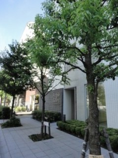 トゥールブランシュ麻布